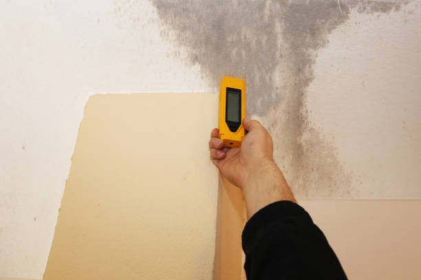 Best Mold Prevention Services  in Ipswich, SD