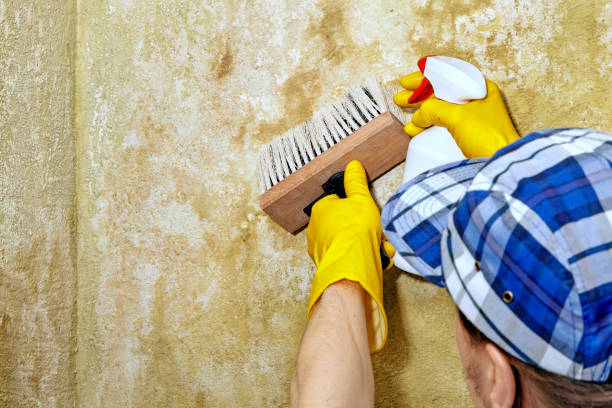 Best Air Quality Testing for Mold Spores  in Ipswich, SD