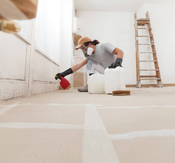 Best Black Mold Removal  in Ipswich, SD