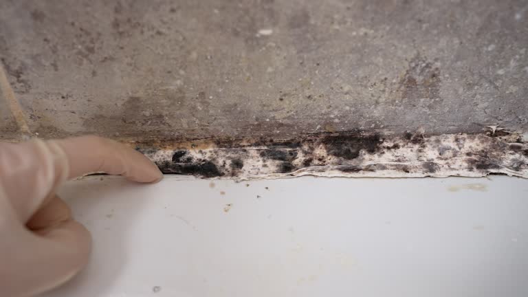 Best Forensic Mold Investigation  in Ipswich, SD