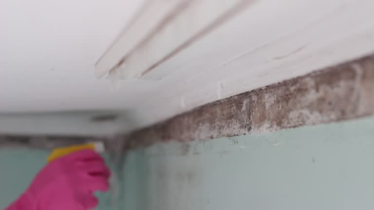 Best Industrial Mold Remediation  in Ipswich, SD